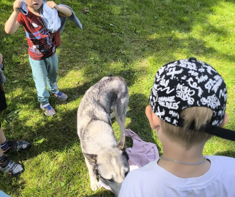 Psí spřežení v MŠ