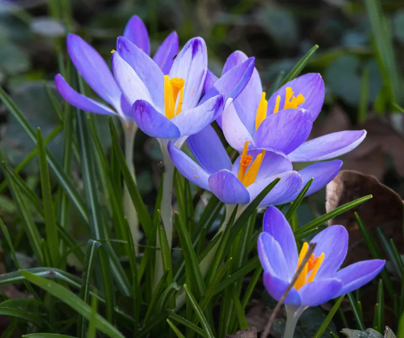 krokusy